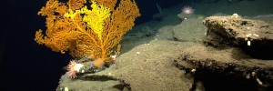 deep canyon.jpg