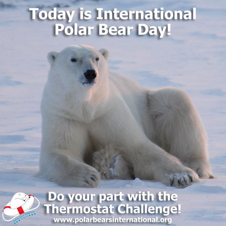 Commit to Help Polar Bears on International Polar Bear Day, February 27th PRUnderground