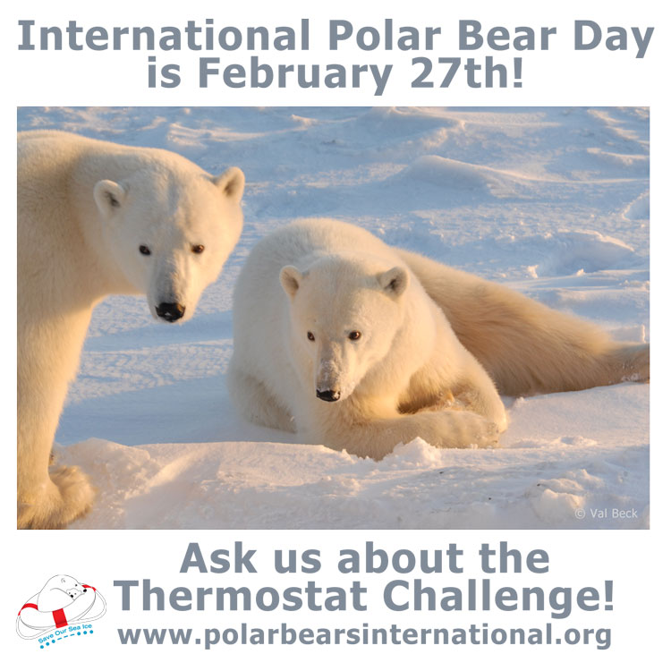 Commit to Help Polar Bears on International Polar Bear Day, February