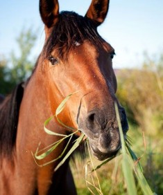 Equine-Horse-Gastro-Solution.jpeg