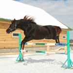 winter-jumping-horse.jpg