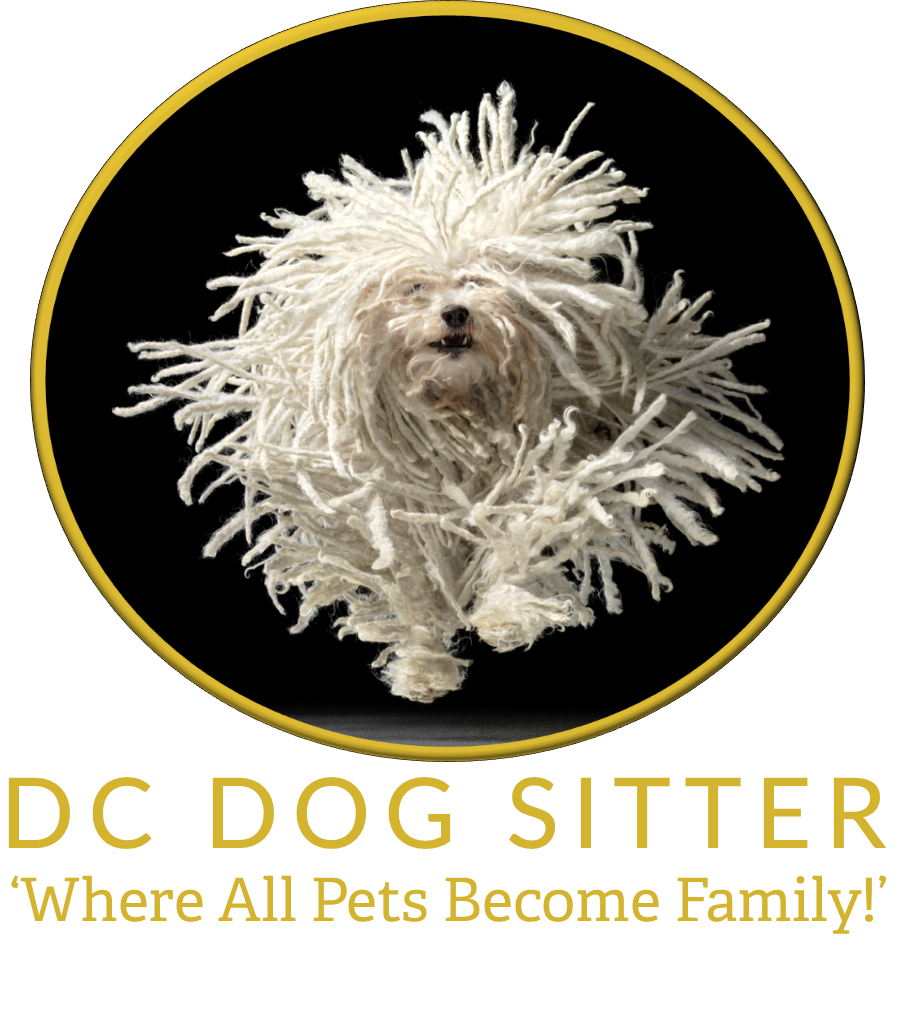 DC Dog Sitter