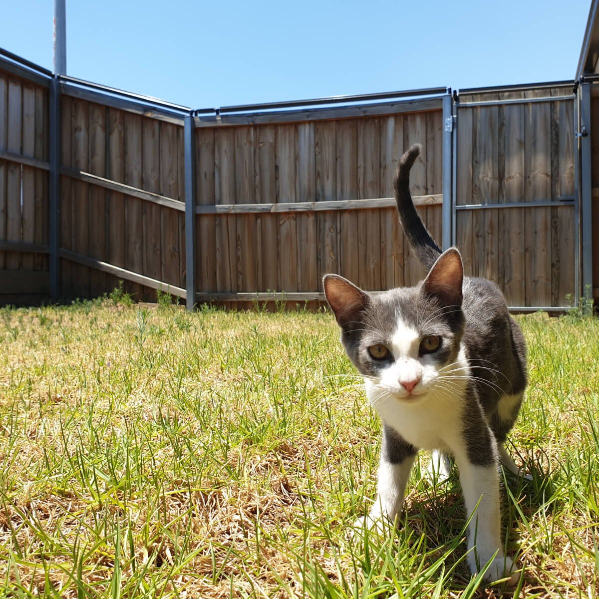 oscillot cat system