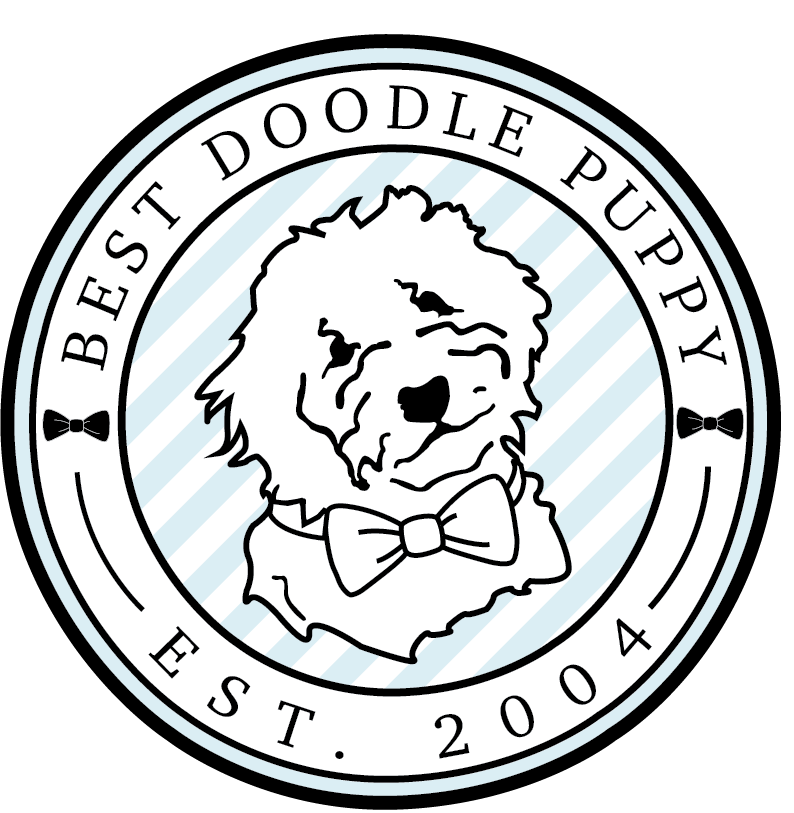 Best Doodle Puppy